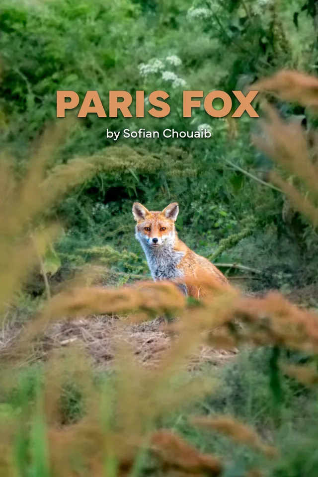 Paris Fox